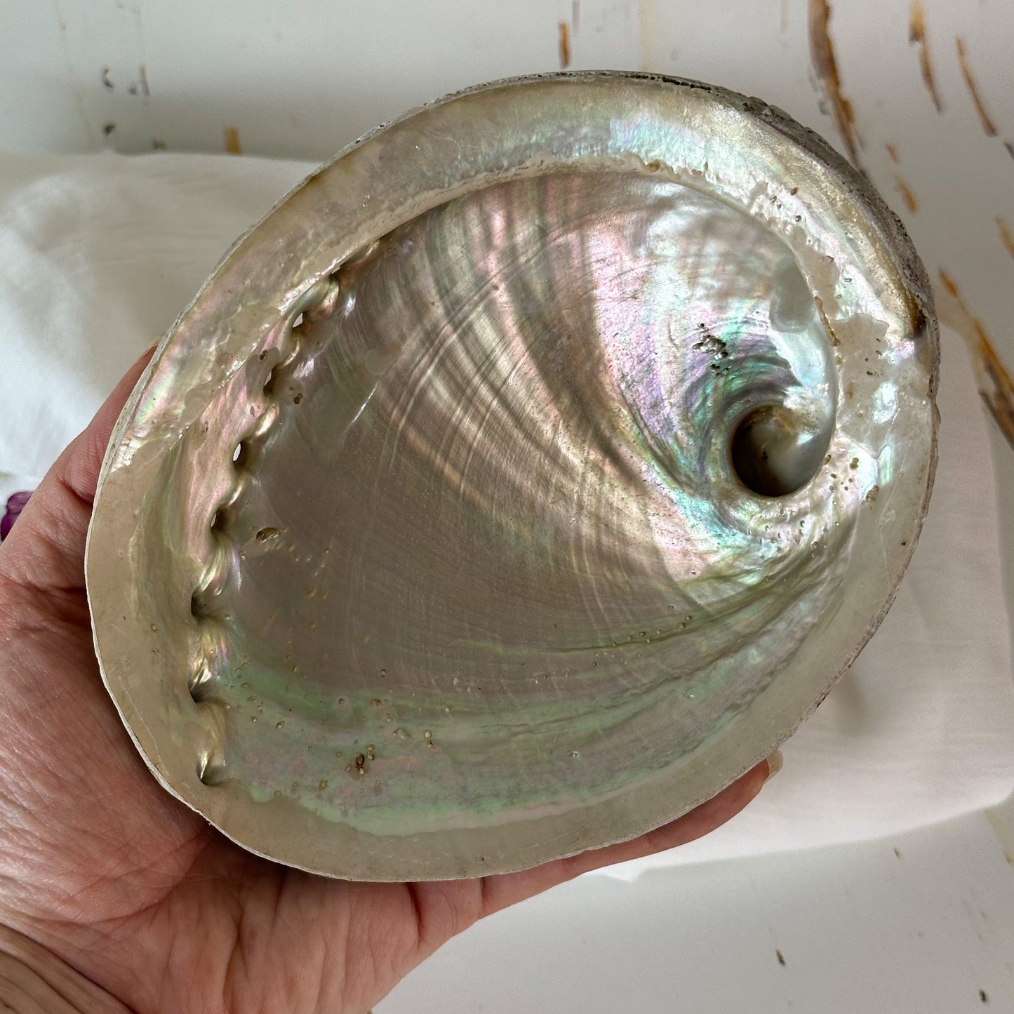 Abalone Shell #648-Happily Zen
