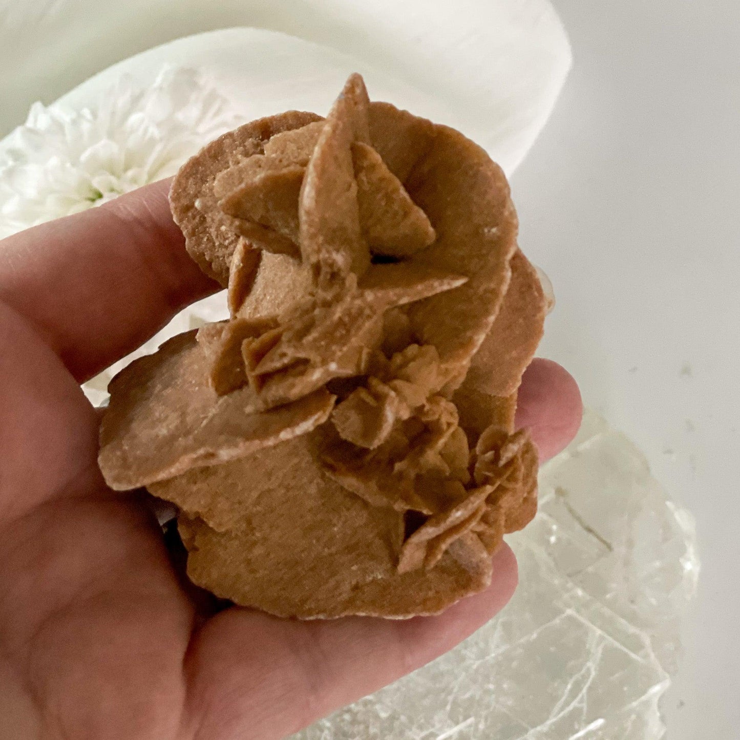 Dessert Rose #422-Happily Zen