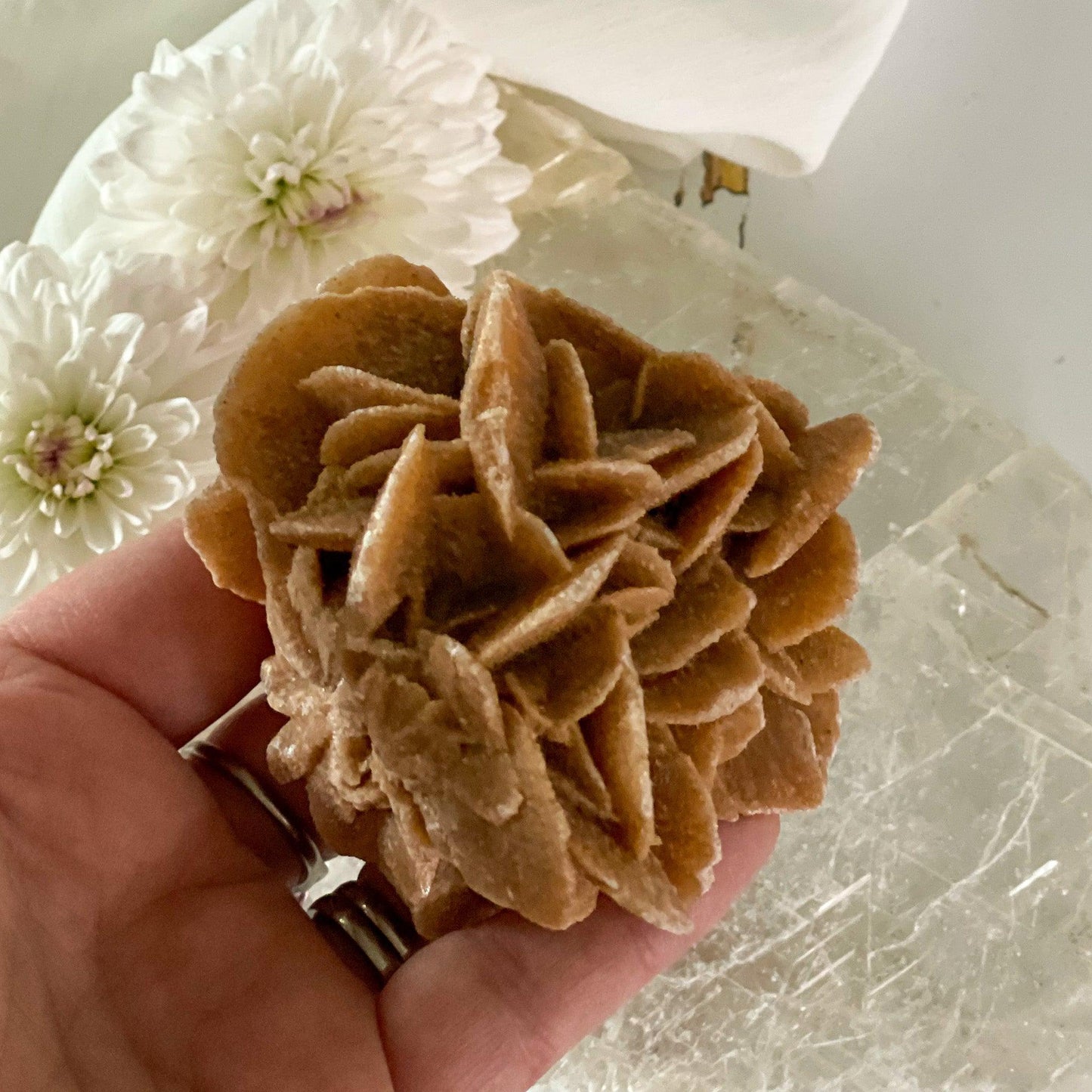 Dessert Rose #424-Happily Zen