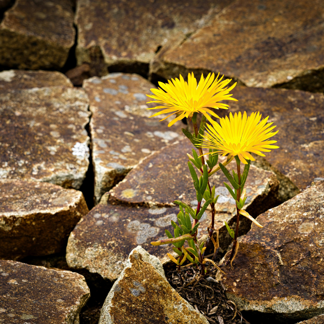 Building Resilience: Turning Challenges into Stepping Stones-Happily Zen