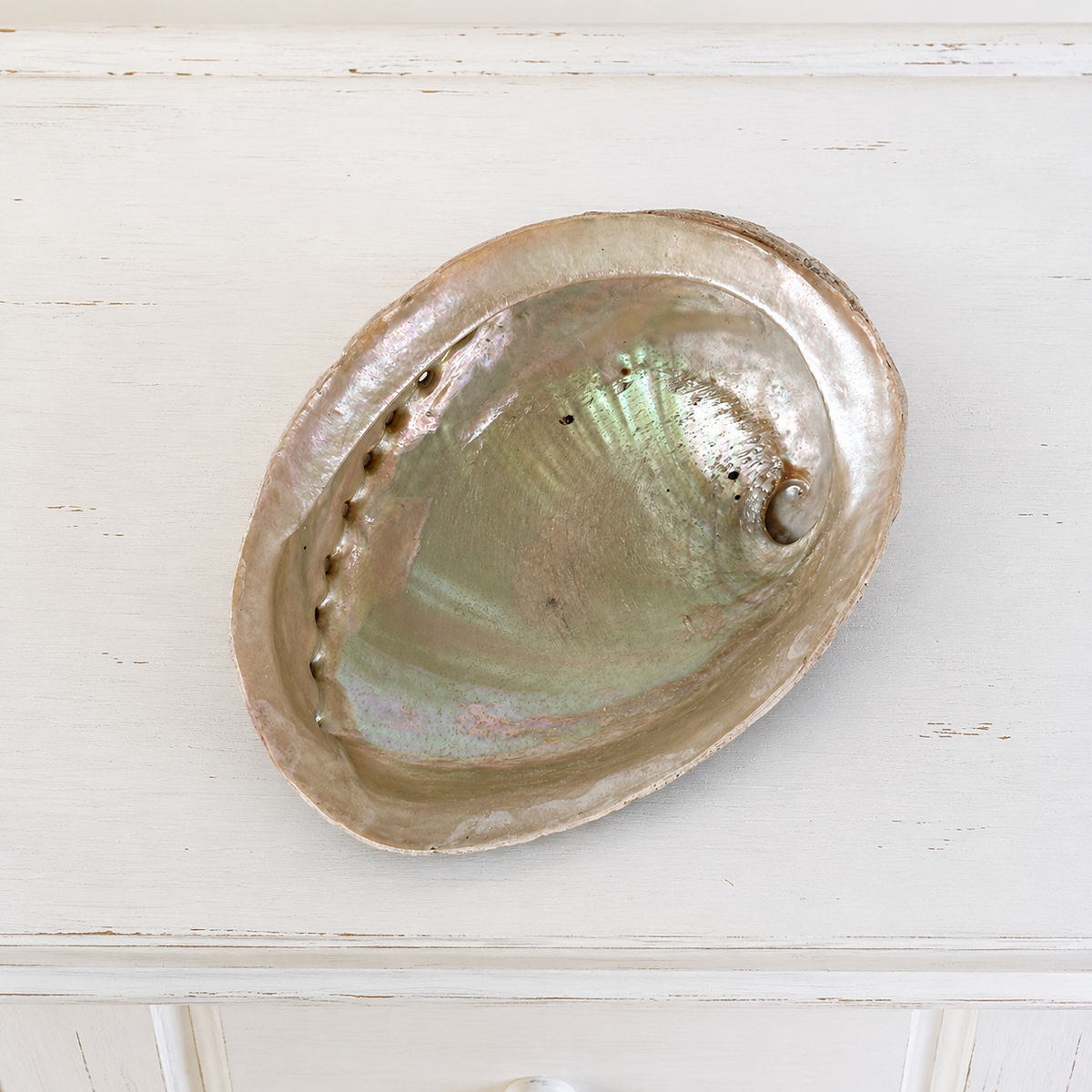 Abalone Shell #646-Happily Zen