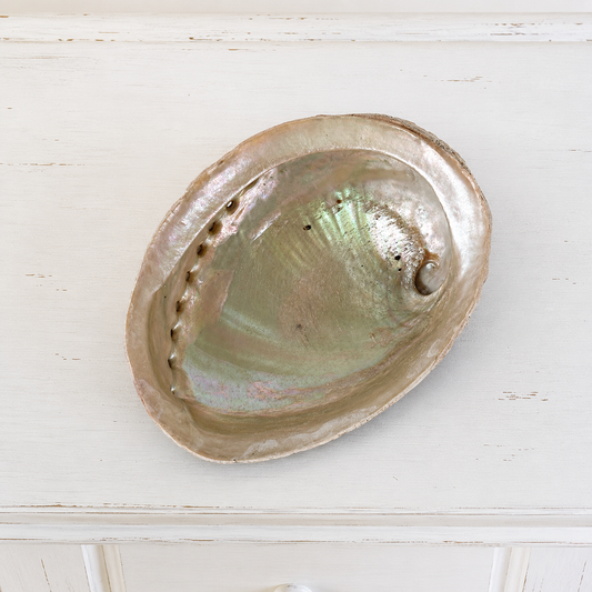 Abalone Shell #646-Happily Zen