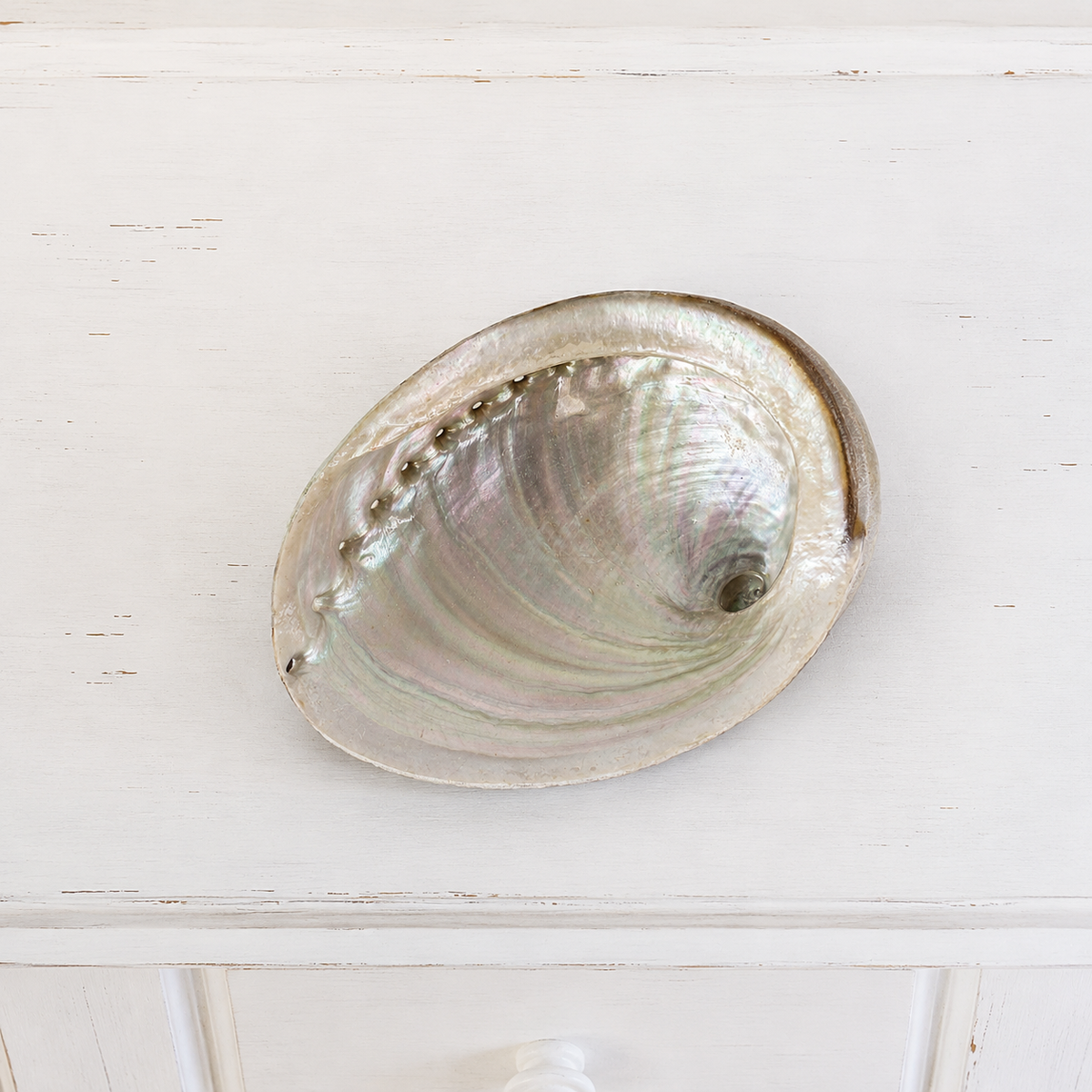 Abalone Shell #647-Happily Zen