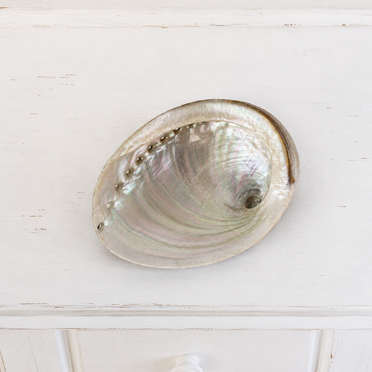 Abalone Shell #647-Happily Zen