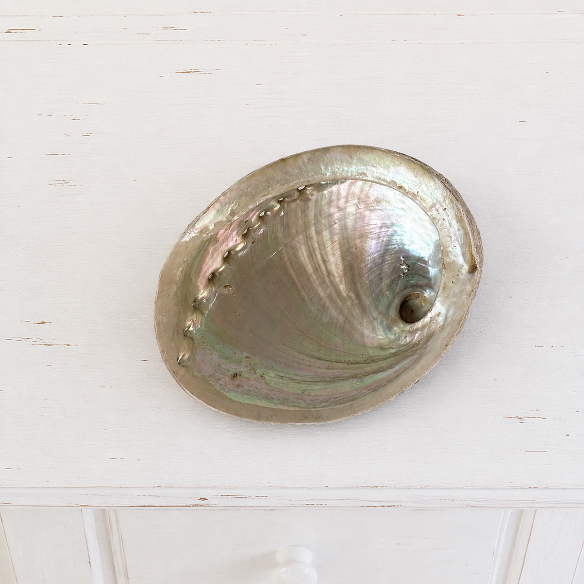 Abalone Shell #648-Happily Zen