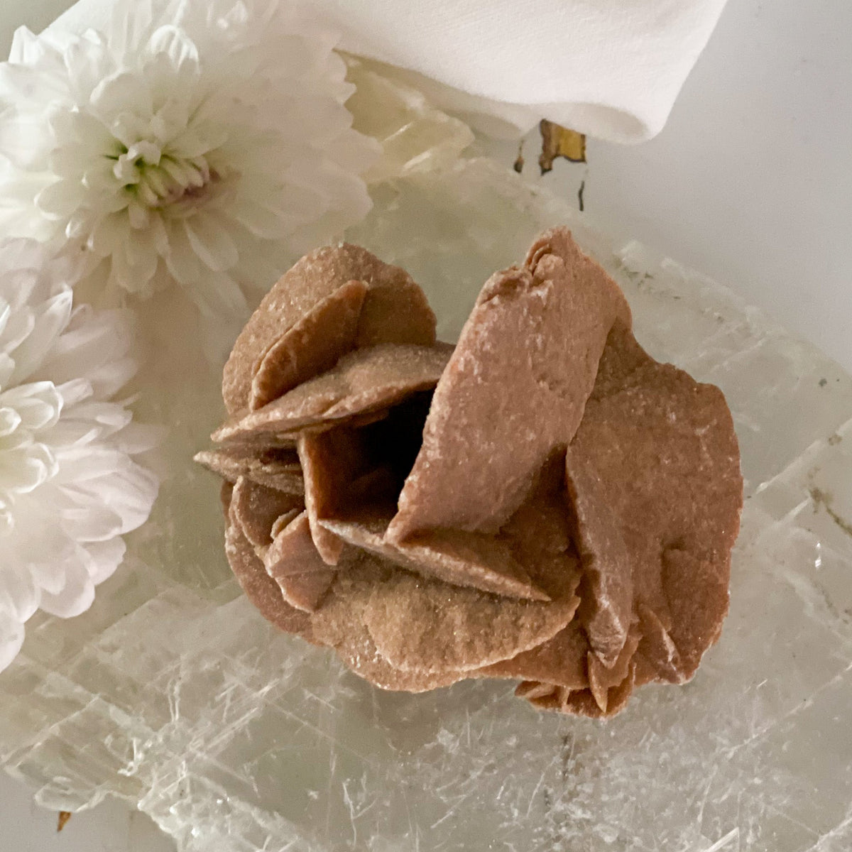 Dessert Rose #422-Happily Zen
