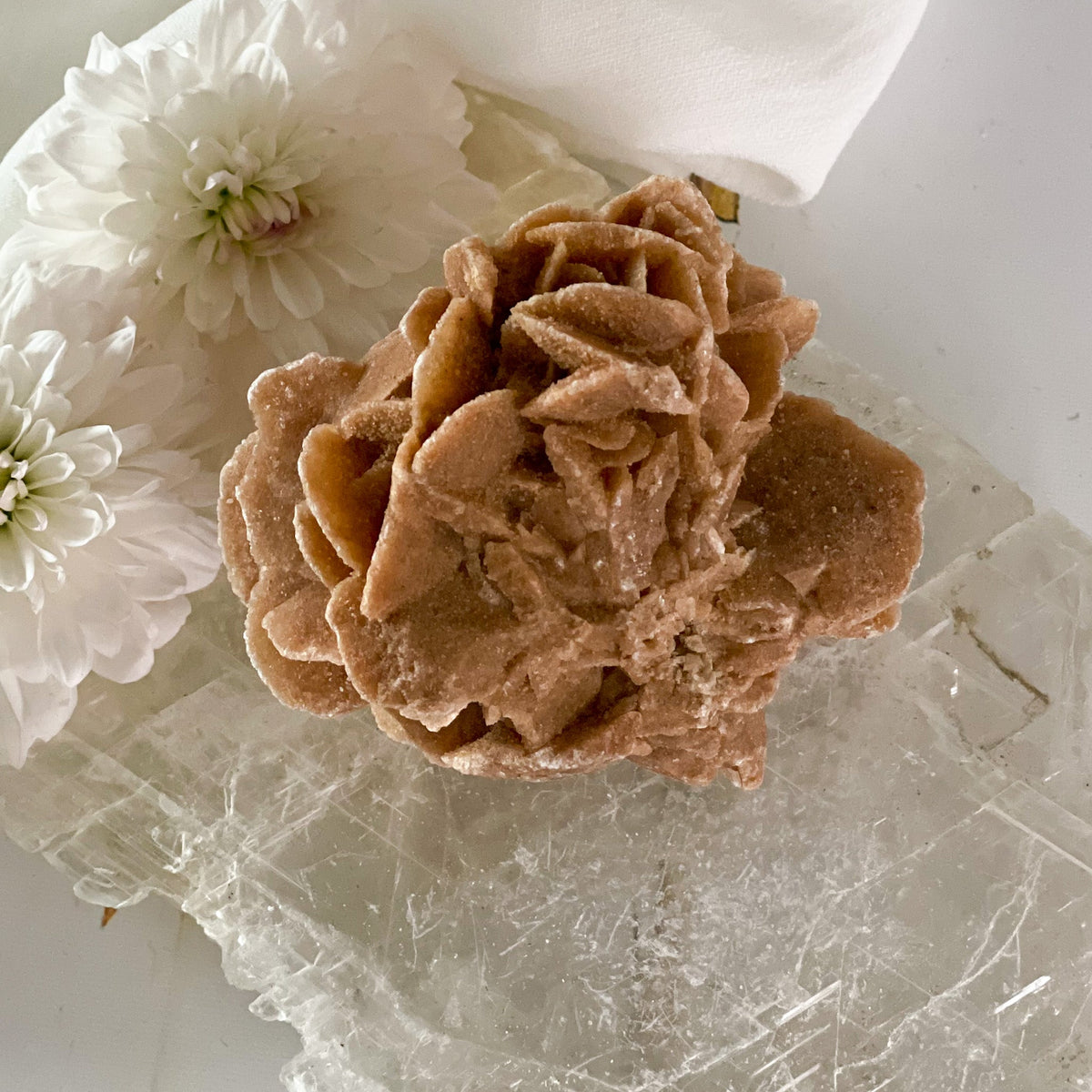 Dessert Rose #424-Happily Zen