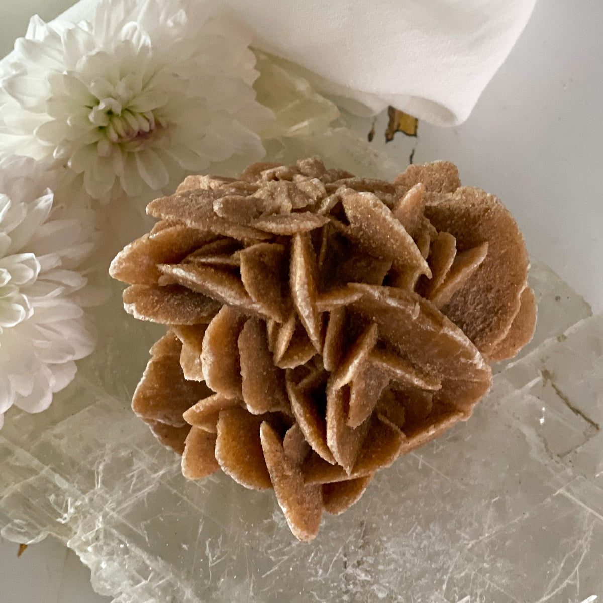 Dessert Rose #424-Happily Zen
