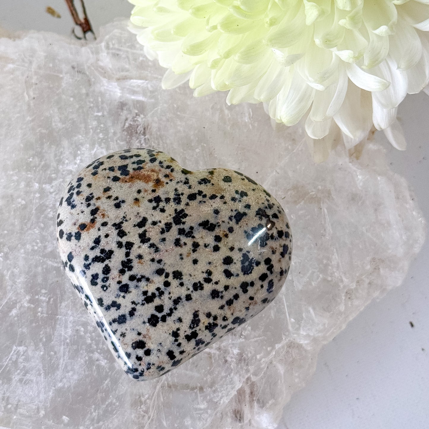Dalmatian Jasper Heart #1352