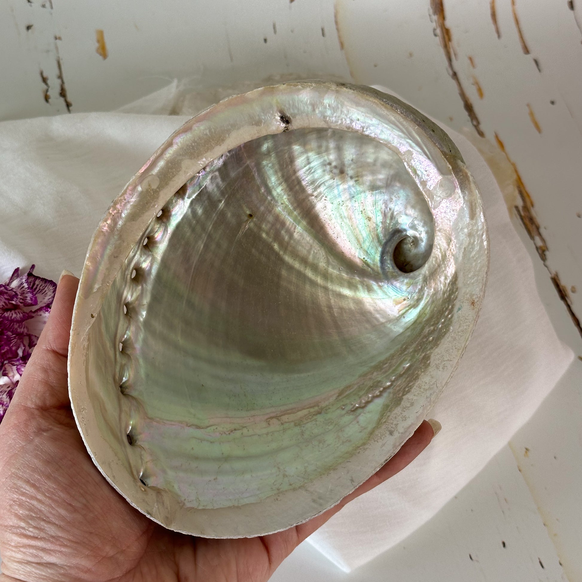 Abalone Shell #645-Happily Zen