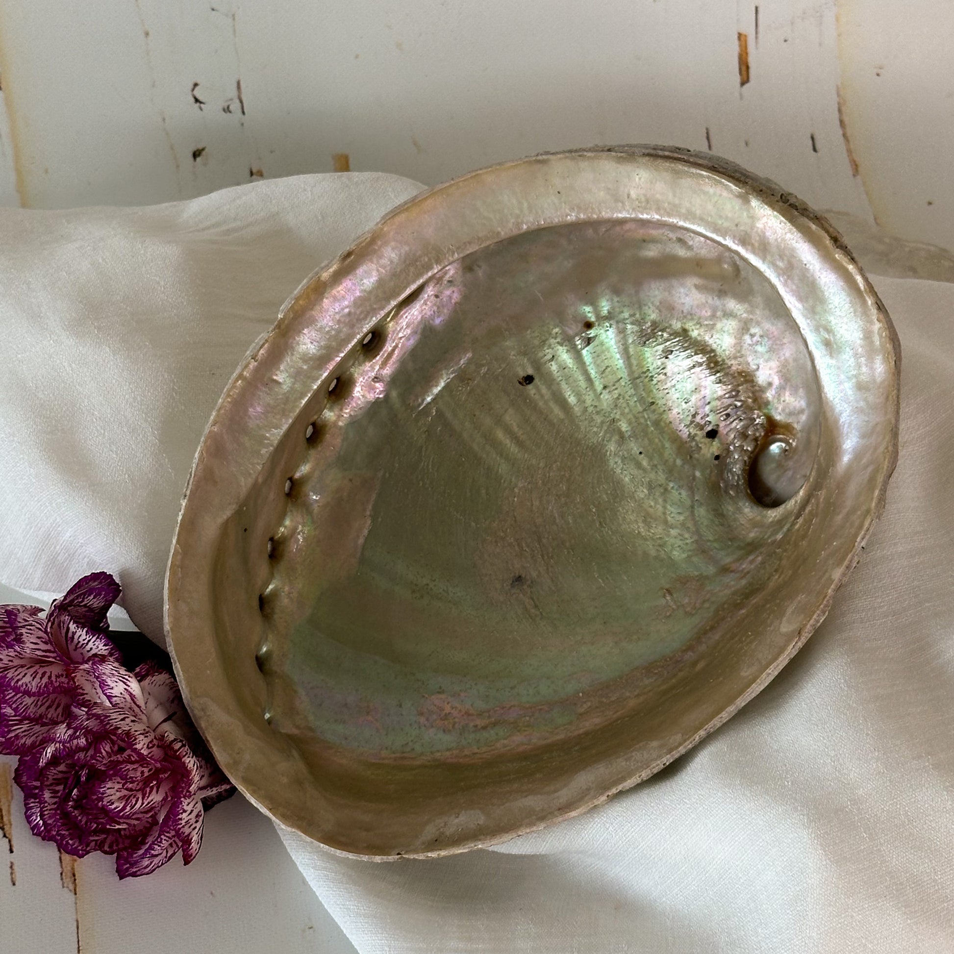 Abalone Shell #646-Happily Zen