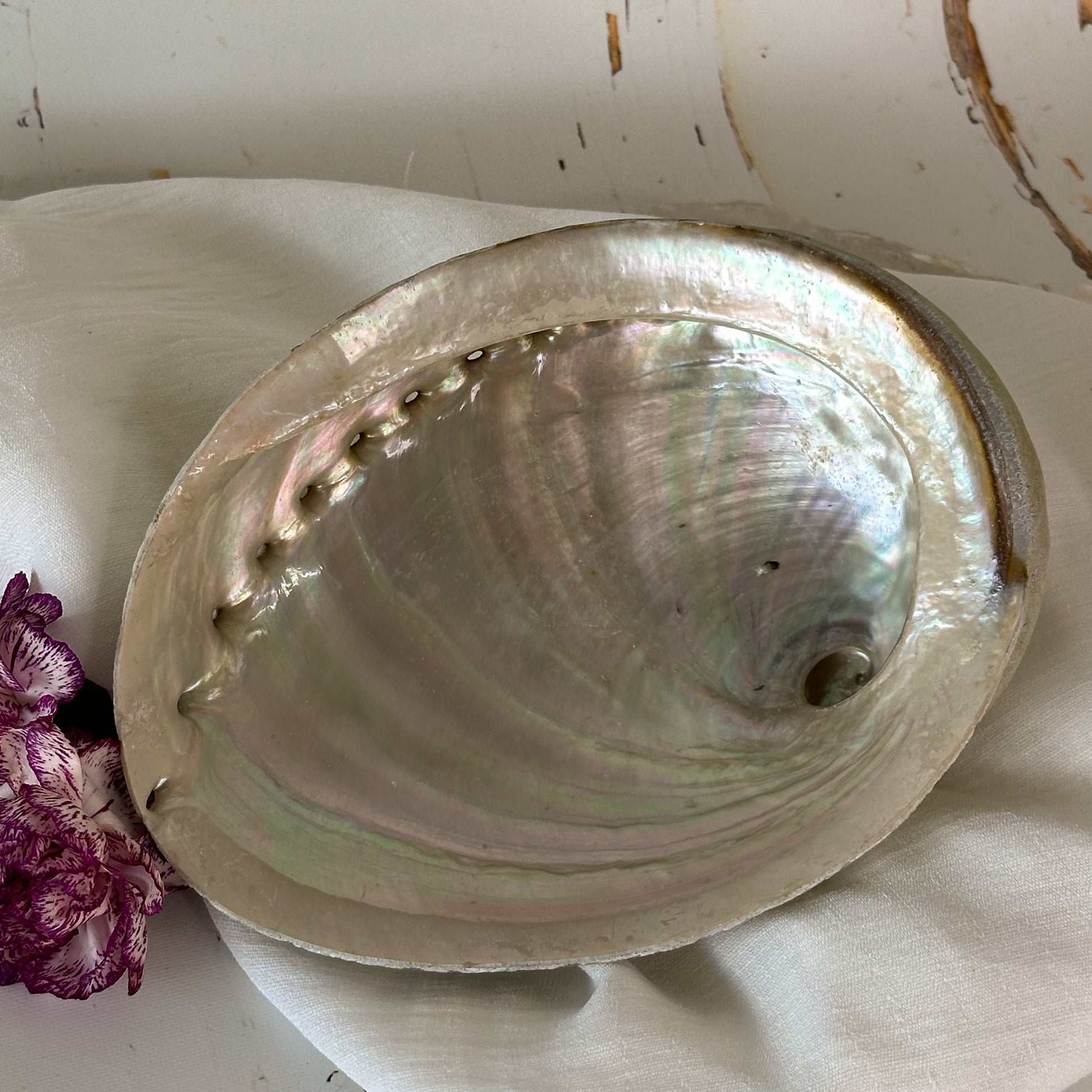 Abalone Shell #647-Happily Zen