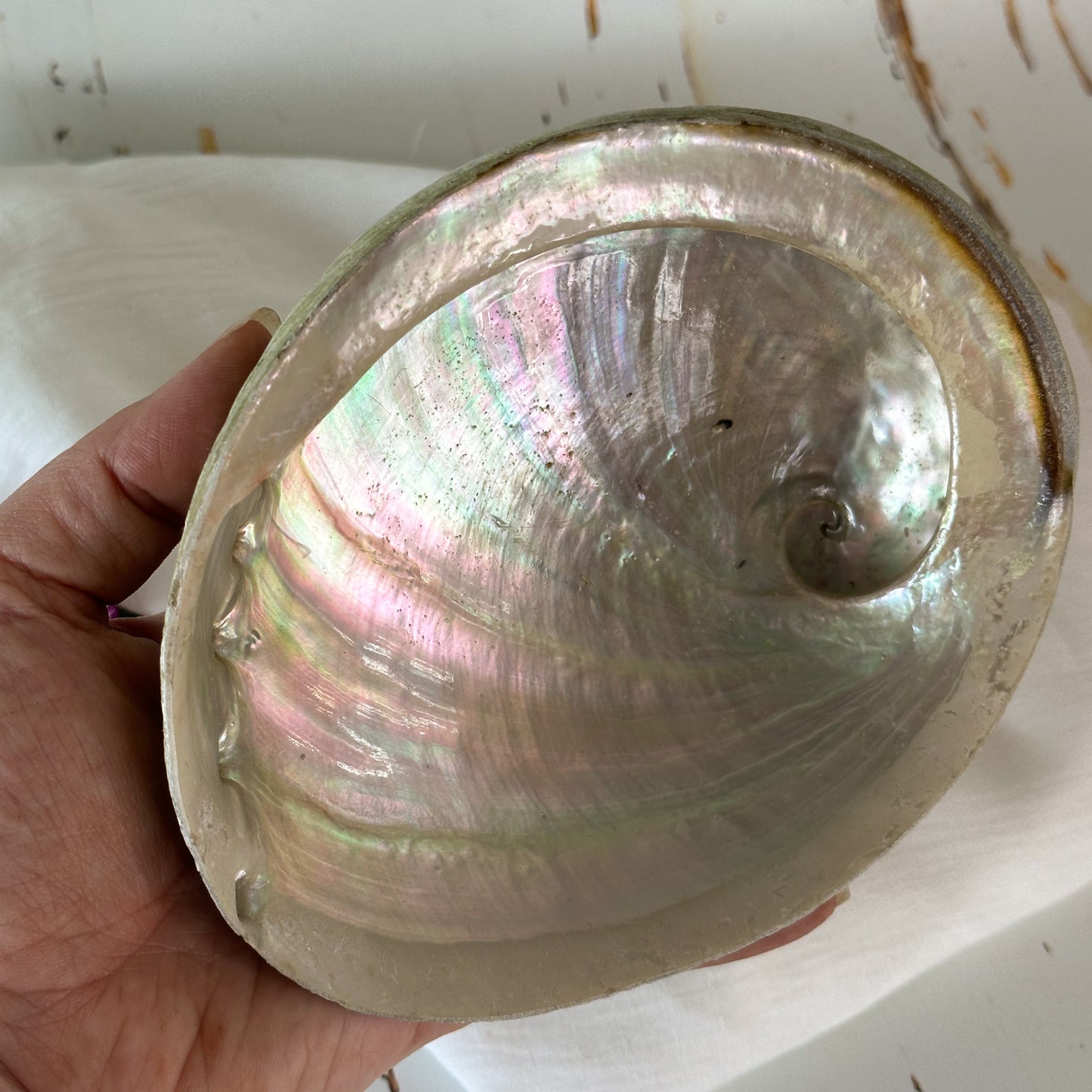 Abalone Shell #647-Happily Zen
