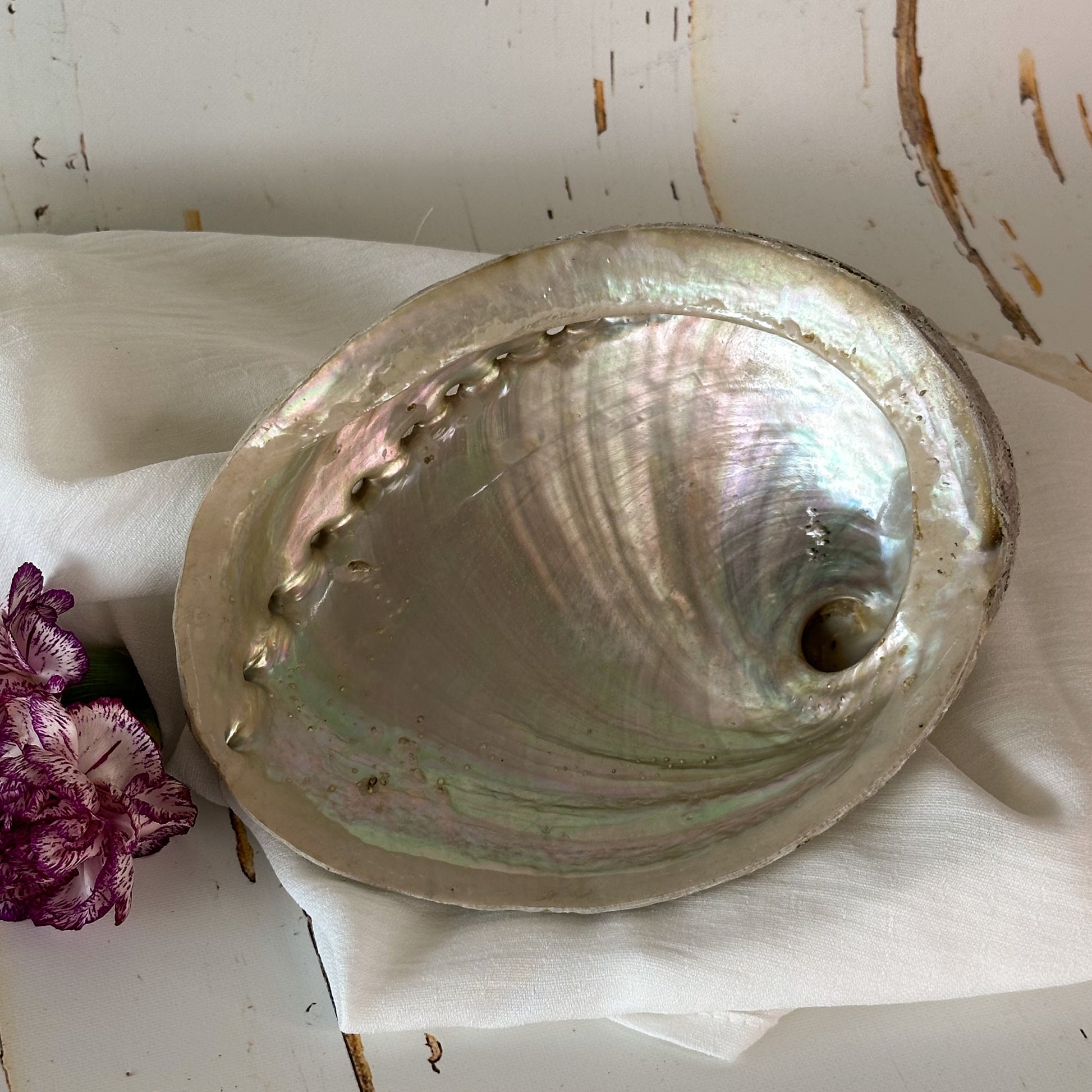 Abalone Shell #648-Happily Zen