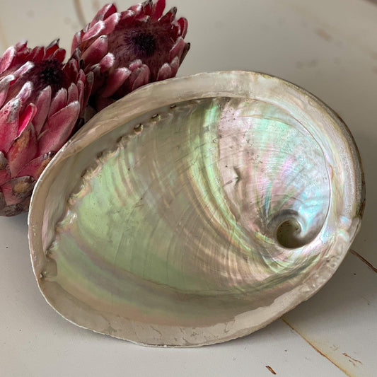 Abalone Shell #279-Happily Zen