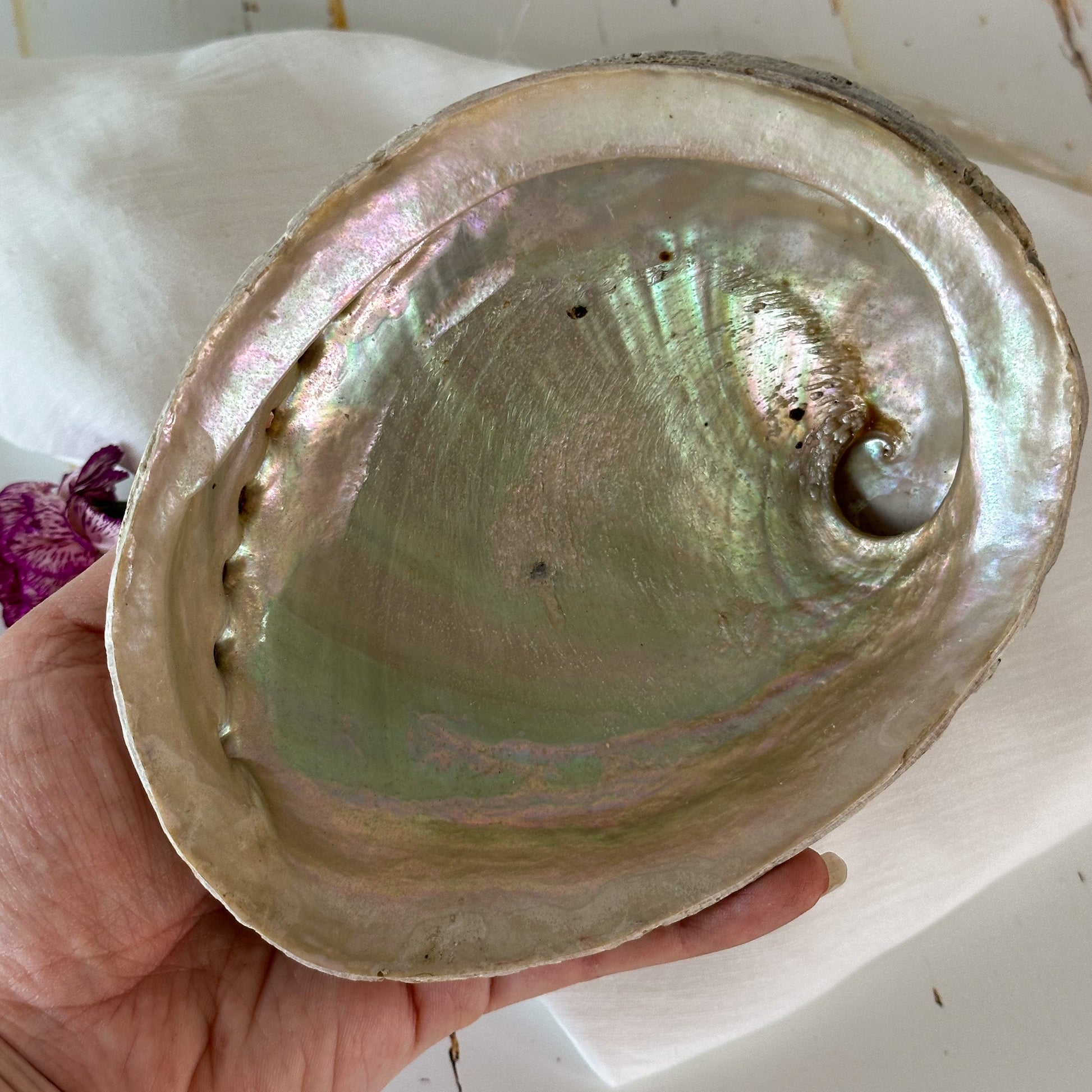 Abalone Shell #646-Happily Zen