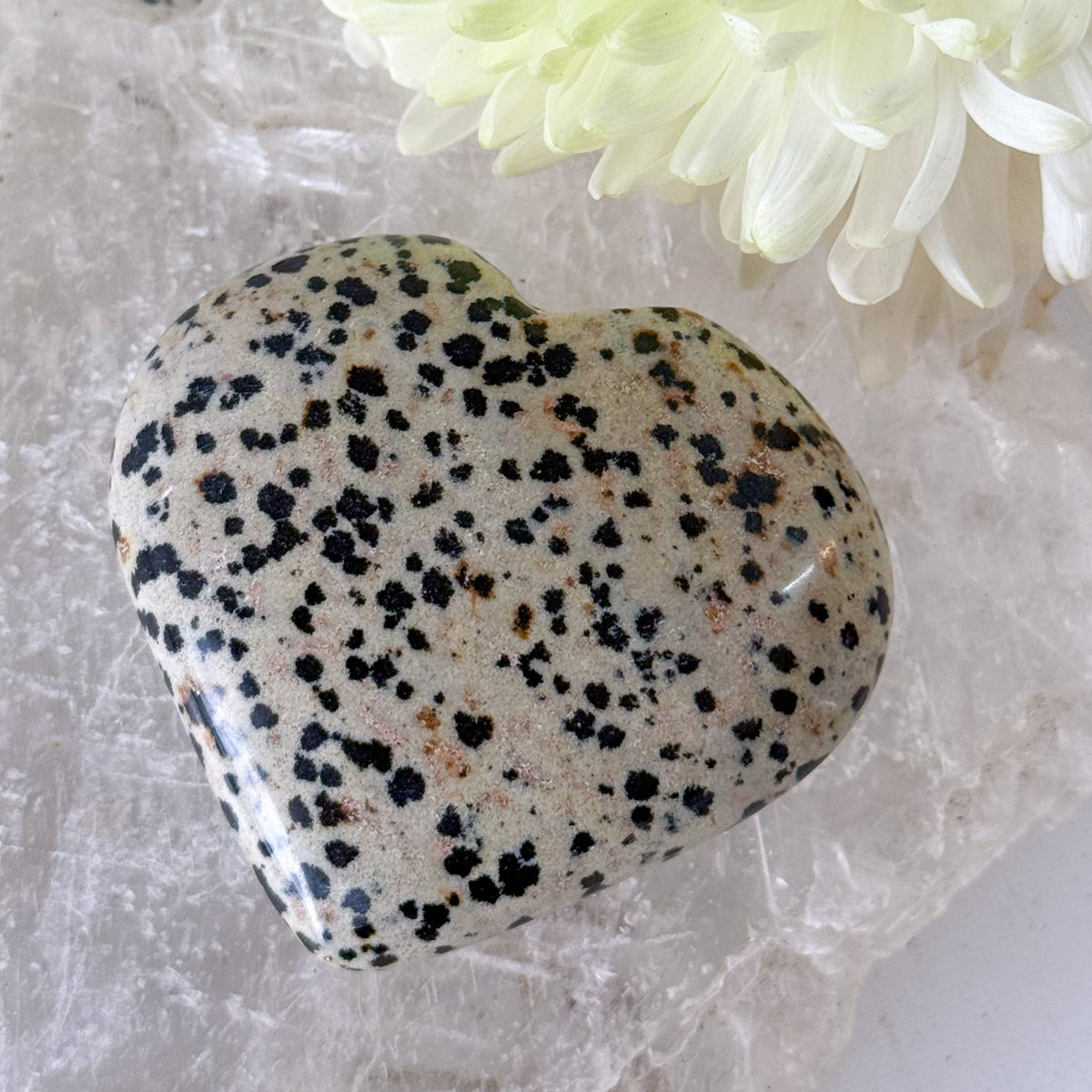 Dalmatian Jasper Heart #1353-Happily Zen
